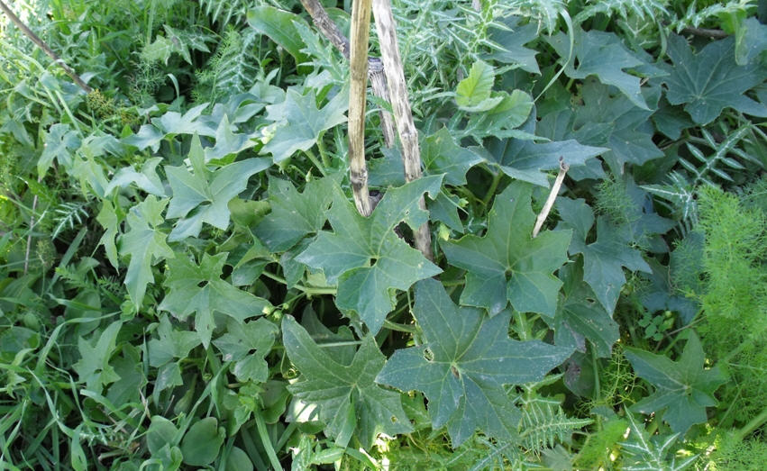 Bryonia acuta / Brionia siciliana